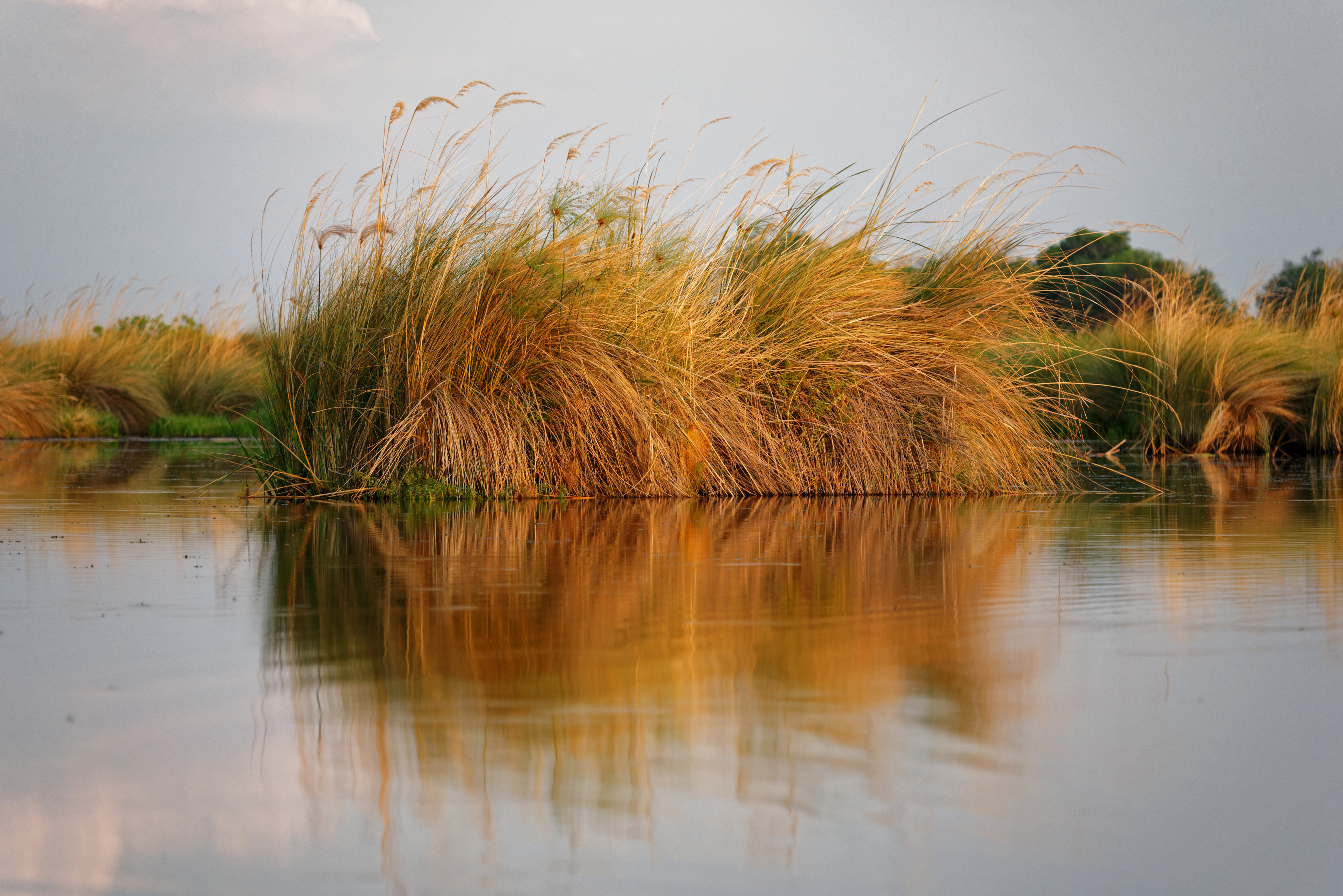 African Sunset Safari Landscape with Elephants